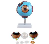 Modèle d'œil Humain, modèle Anatomique d'anatomie du Globe oculaire agrandi 6X, modèle d'œil anatomiquement précis Anato