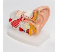 Modèle d'oreille anatomique, modèle d'anatomie de l'oreille humaine | Structure détaillée avec modèle d'oreille interne, modèle d'oreille, oreille interne et membrane tympanique