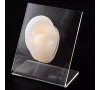 Modèle d'oreille en Silicone avec Panneau Acrylique Transparent for la Pratique du perçage(Clear Left)