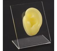 Modèle d'oreille en Silicone avec Panneau Acrylique Transparent for la Pratique du perçage(Yellow Left)