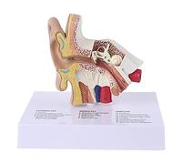 Modèle d'oreille humaine 1,5 fois grandeur nature - Fournitures d'enseignement d'anatomie scientifique - Affichage d'étude anatomique - Outil de ressources scolaires professionnelles - Fournitures