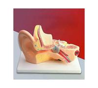 Modèle d'oreille humaine 15 fois plus grand qu'un modèle scientifique pour l'enseignement de l'anatomie