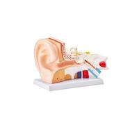 Modèle d'Oreille Humaine Anatomique Modèle d'Enseignement Agrandi 5 Fois