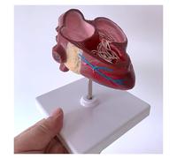Modèle d'organe Cardiaque de Chien, modèle Anatomique de ver du cœur canin, for l'enseignement des Sciences vétérinaires, Outil de démonstration pédagogique