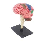 Modèle d'organe de cerveau humain pour enfant - Jouet d'apprentissage précoce - Modèle d'anatomie du cerveau humain avec organes détachables - Pour enfant de 7 à 14 ans