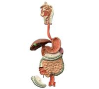 Modèle d'organe digestif humain à échelle naturelle, structure interne visible avec parties intestinales de l'intestin, apprentissage de la physiologie éducative, aide pédagogique for