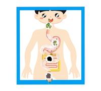 Modèle d'organe digestif humain, outil d'apprentissage en salle de classe, anatomie d'organe digestif, modèle d'affiche pour enfants à partir de 6 ans, ressource de biologie