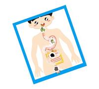 Modèle d'organe digestif humain, outil d'apprentissage en salle de classe, anatomie d'organe digestif, modèle d'affiche pour enfants à partir de 6 ans, apprentissage en classe