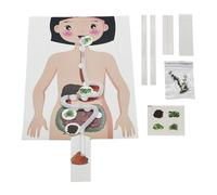 Modèle d'organe digestif - Structure de la nourriture et de l'estomac du corps humain, kit éducatif à faire soi-même, design sûr, adapté pour expériences scientifiques, projets, maternelle, artisanat