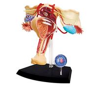 Modèle D'organe du Système Reproducteur Féminin Poupées Éducatives 1: 1 Modèle D'anatomie D'organe Reproducteur Féminin Modèle D'organe Humain Anatomique pour l'enseignement