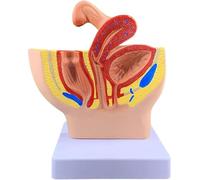Modèle d'organe féminin 1/2 Taille réelle d'ovaire féminin Humain Modèles d'enseignement Professionnels Modèle d'organe reproducteur féminin à Usage éducatif Modèle d'anatomie