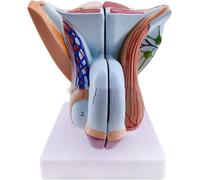 Modèle d'organe génital masculin (1 pièce) for formation pédagogique - Modèle anatomique en PVC du système reproducteur masculin