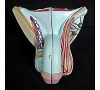 Modèle d'organe génital masculin, modèle d'anatomie du système reproducteur masculin