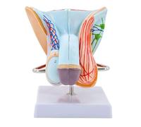 Modèle D'organe Génital Masculin, Modèle D'anatomie du Système Reproducteur, Modèle D'anatomie Humaine en PVC, Modèles D'organes Reproducteurs, pour Démonstration Médicale