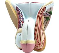 Modèle d'organe génital masculin - Muscles du bassin anatomique avec organes amovibles for la formation pédagogique en anatomie humaine
