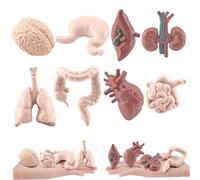 Modèle d'organe humain 8PCS / Ensemble Le modèle du corps humain simulé comprend le cerveau, le foie, l'estomac et plus, l'anatomie réaliste pour 'éducation, les accessoires d'Halloween anatomie et