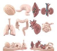 Modèle d'organe humain 8PCS / Ensemble Le modèle du corps humain simulé comprend le cerveau, le foie, l'estomac et plus, l'anatomie réaliste pour 'éducation, les accessoires d'Halloween anatomie et