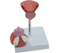 Modèle d'organe humain, modèle anatomique de la prostate et de la vessie masculines, modèle pédagogique du système urinaire for la formation médicale