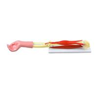Modèle d'organe Humain, modèle d'articulation du coude Humain, modèle d'étude, os, Articulation, Muscle, Biceps, Triceps pour la biologie