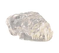 Modèle d'organe Humain, modèle de crâne de Chat - Modèle de crâne de Chat Transparent - Modèle de Dents buccales pour Clinique vétérinaire pour Chats
