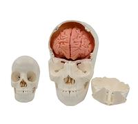 Modèle d'organe Humain, modèle de crâne Humain - Modèle d'os de crâne Blanc Pur en 22 Parties avec Cerveau Souple - Modèle de crâne détachable - pour l'apprentissage