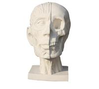 Modèle d'organe Humain, modèle de crâne Musculaire - Modèle de Muscle de crâne Humain - pour l'art de la Nature Morte Natures mortes, Blanc, 30 cm