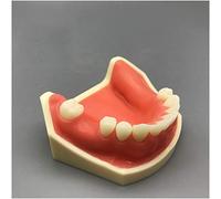 Modèle d'organe Humain, modèle de Dents - Modèle d'entraînement à la Perte osseuse de la moitié mandibulaire - Modèle de Dents pour la Formation à la Suture - Modèle A