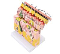 Modèle d'organe Humain, modèle de Peau agrandi 70X - Modèle de Peau avec Cheveux - pour Fournitures de Laboratoire de biologie, de Chirurgie esthétique (B)