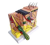 Modèle d'organe Humain, modèle de Peau agrandi 70X - Modèle de Peau avec Cheveux - pour Fournitures de Laboratoire de biologie, de Chirurgie esthétique (A)