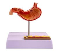 Modèle d'organe Humain, modèle d'estomac - Modèle d'estomac - Modèle digestif érythémateux pour l'enseignement et la physiologie, Petite Taille, 14 cm