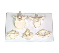 Modèle d'organe Humain, modèle d'étude des modèles osseux, modèle agrandi du Cou atlanto-axial, du Thorax et de la Colonne vertébrale, modèle osseux partiel du Corps Humain