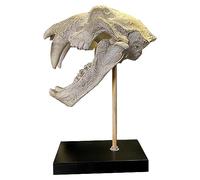 Modèle d'organe Humain, modèle d'os de crâne de Tigre à Dents de Sabre - Modèle de crâne à Dents de Sabre - Modèle réel de Smilodon Fatalis pour l'enseignement,