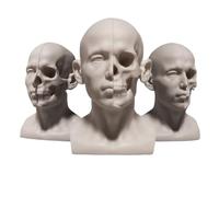 Modèle d'organe Humain, modèle Double Face de la Vie réelle et du crâne Humain, modèle de crâne Humain, pour Les étudiants en Art