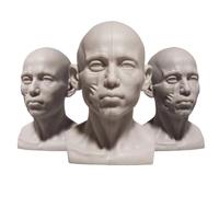 Modèle d'organe Humain, Muscle Humain et modèle Double Face de la Vie réelle, Anatomie du Petit crâne, pour SS