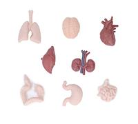 Modèle d'organe humain Simulation Anatomie du corps Outil éducatif Cerveau, cœur, poumons, foie, estomac, reins pour l'enseignement, l'éducation médicale préscolaire et scolaire