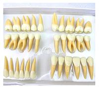 Modèle D'organe Modèle Dentaire, Grand Modèle De Dents Dentaires, Modèle 2. 5 Fois, Un Modèle De Dent Dentaire Guide La Sculpture, Convient Aux Enfants, Aux Dentistes, Aux Patients, À l'enseignement