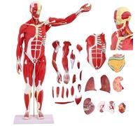 Modèle D'organe Musculaire Humain,Modèle Musculaire D'anatomie Humaine, Modèle Musculaire 80 Cm avec 27 Pièces Amovibles,Modèle Musculaire pour L'étude Enseignement des Muscles