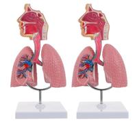 Modèle d'organe pulmonaire du larynx de la gorge de la cavité nasale | Modèle d'anatomie du système respiratoire humain, for l'enseignement de la physiologie médicale et l'affichage en classe