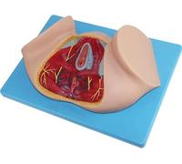 Modèle d'organe reproducteur féminin, modèle d'anatomie périnéale, modèle d'anatomie d'utérus naturel de grande taille, simulation de communication gynécologique médecin-patient