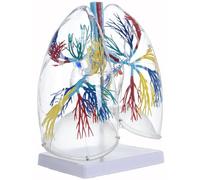 Modèle d'organe respiratoire en PVC transparent - Anatomie pulmonaire de l'arbre bronchique pour étude clinique - Enseignement respiratoire interactif