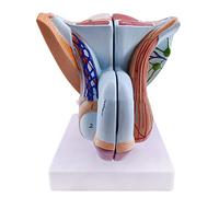 Modèle D'organe Sexuel Masculin, Anatomie des Organes Génitaux Masculins, Modèle De Muscle Pelvien, Modèle D'anatomie Masculine en PVC, Modèle D'organe Génital