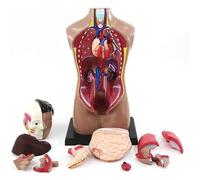 Modèle d'organes internes humains 4D d'anatomie du torse masculin et féminin Ressource pédagogique