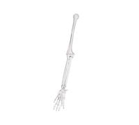 Modèle d'os de clavicule gauche et droit en PVC de qualité supérieure pour l'enseignement clinique de l'anatomie, modèle du membre supérieur