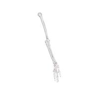 Modèle d'os de clavicule gauche et droit en PVC de qualité supérieure pour l'enseignement clinique, l'anatomie, l'os humain