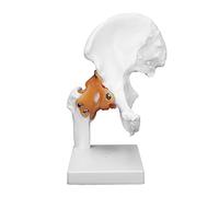Modèle D'os De Hanche Modèle D'articulation De Hanche Humaine Réaliste Squelette D'enseignement D'articulation De Hanche Avec des Ligaments Flexibles Pour la Formation Médicale