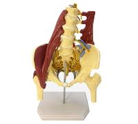 Modèle D'os de La Colonne Lombaire Humaine, Modèle de Colonne Vertébrale Du Bassin de Science Médicale avec Muscle - Le Modèle Musculo-squelettique Des Cinq Vertèbres Lombaires Humaines ,Unilateral