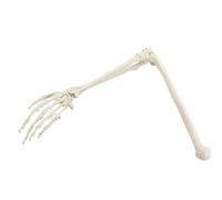 Modèle d'os du bras supérieur humain de 70 cm, modèle de corps humain, anatomie du squelette for étudiant, enseignant, outil d'enseignement des sciences médicales Moules pédagogiques