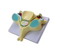 Modèle d'os humain cinquième colonne cervicale modèle colonne vertébrale de la 5e vertèbre cervicale élargie pour enseigner aux humains os cinquième médecins aide pédagogique pour l'étude