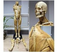 Modèle D'Os Musculaire Anatomique Humain - Modèle De Peinture De Figure D'Anatomie Masculine De 23,6 Pouces - Modèle D'Anatomie Musculo-Squelettique Humaine - Matériau Pu - Référence Pour L'Artiste