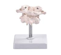 Modèle d'os occipital humain précis pour la formation clinique avec capacité de rotation et PVC de haute qualité pour la durabilité Os occipital Modèle anatomique